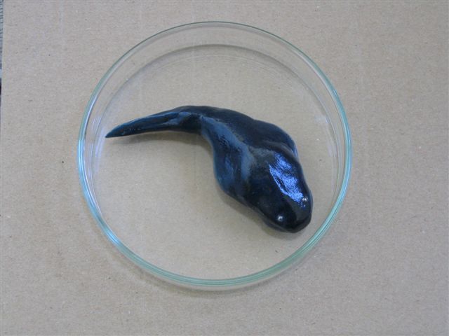 sugi01.jpg